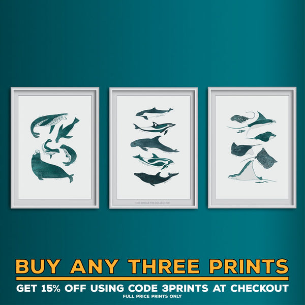 Seal Species Art Print