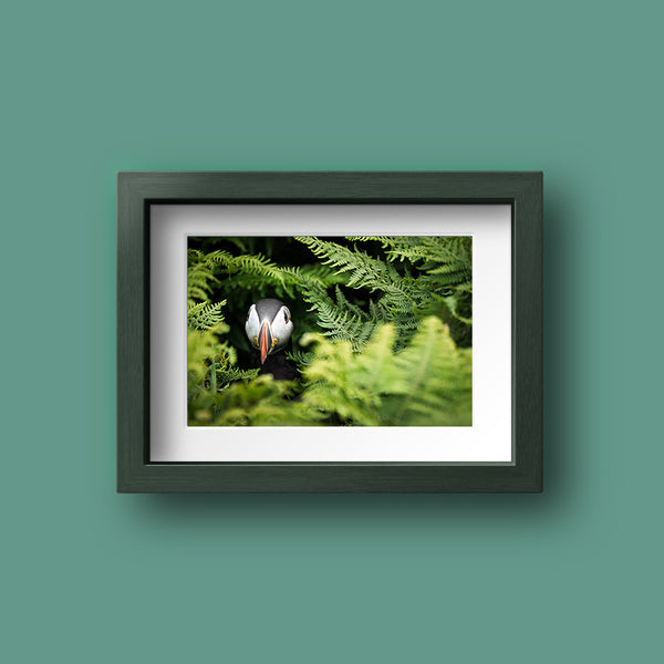 Puffin Photographic Print
