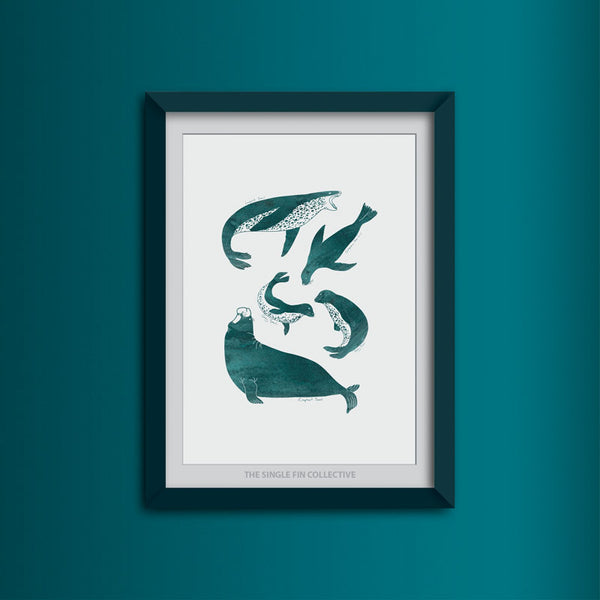 Seal Species Art Print
