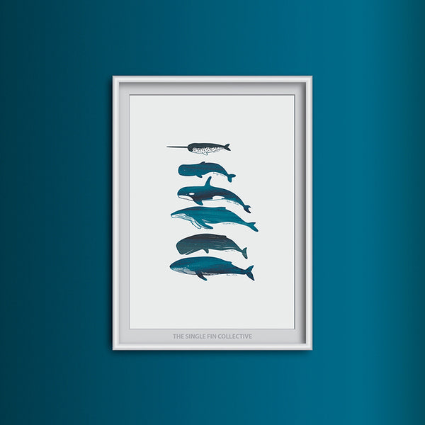 Whale Species Art Print
