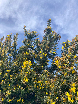 Yellow gorse flowers with blue sky and wispy white clouds in background