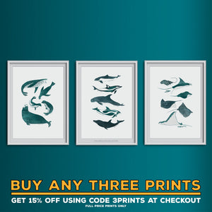 Seal Species Art Print