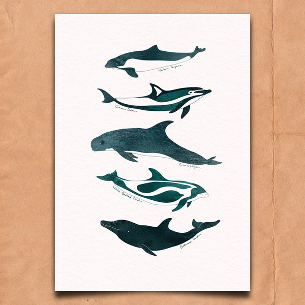 Dolphins and Porpoises Art Print