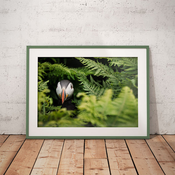 Puffin Photographic Print