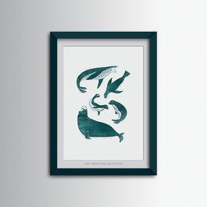 Seal Species Art Print