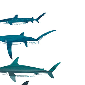 Shark Species Art Print