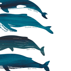 Whale Species Art Print