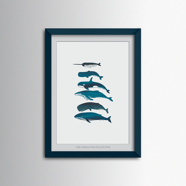 Whale Species Art Print