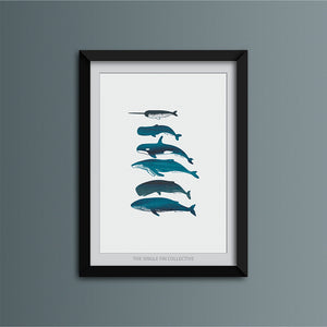 Whale Species Art Print