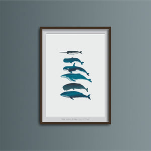 Whale Species Art Print